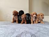 Anne altindan Toy Poodle Yavrular 