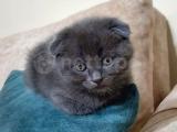 scottish fold ve british shorthair kedi yavrularım