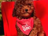 Bebek Surat Wc Eğitimli Mikrocipli Toy Poodle 