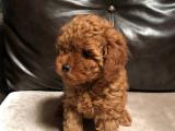 Toy Poodle Yavrular