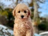 MİNİ TOY POODLE BEBEKLERİMİZ