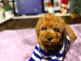 MİNİ TOY POODLE YAVRULARIMIZ