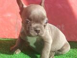 Micro Yapıda Erkek French Bulldog Blue Yavrumuz