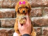 Mini red brown toy poodle dişi yavrumuz @catboyssss da