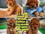 Toy Poodle Safkan Apricot Brown Yavru Oğlumuz FINDIK / Yavrupatiler