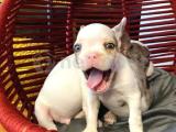 Mavi Gözlü Çok Güzel French Bulldog Bebeklerimiz