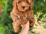 TAM RED TOY POODLE YAVRULARIMIZ