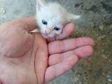 Ankara kedisi mavi gözlü tam beyaz