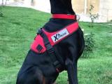 DOBERMAN SECERELİ ORJİNAL