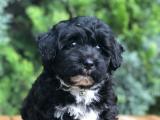 Black maltipoo