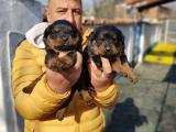 üst düzeyde rottweiller yavrularımız