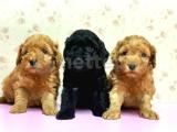 IRK VE SAĞLIK GARANTİSİ İLE TOY POODLE YAVRULAR