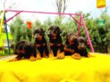 KİNG DOBERMAN YAVRULARIMIZ  