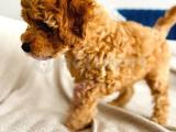 Yavru toy poodle