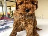 MİCRO CHİPLİ PASAPORTLU TOY POODLE BEBEKLER 