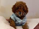 Red -Apricot Toy Poodle Yavrular 