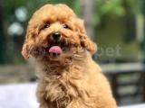 RED TOY POODLE BEBEKLER