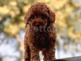 IRKININ EN GÜZEL TOY POODLE BEBEKLERİ