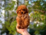 En Güzelinden Tcup Dişi Toy Poodle yavrumuz 