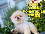 Ayı Surat Safkan Pomeranian Boo oğlumuz ŞİKO / Yavrupatiler