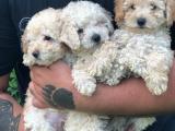 Irk ve sağlık garantili Toy poodle yavrular