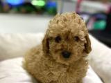 Toy-Poodle