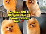 Safkan Yetişkin Pomeranian Boo Kızımız Yarışma Düzeyinde / Yavrupatiler