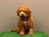 4 aylık dişi red toy poodle yavrumuz 