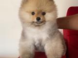 Show kalite pomeranian yavrularimiz