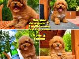 Orjinal renk Safkan Red Brown Toy poodle Kızımız Nutella @yavrupatiler