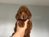 AŞILI RED BROWN TOY POODLE BEBEKLER