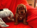 ANNE ALTINDAN TOY POODLE KARDEŞLER