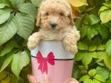 Safkan apricot toy poodle erkek yavrumuz