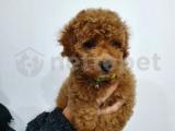 Red toy poodle yavrularimiz