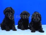 MÜKEMMEL KALİTEDE SİYAH TOY POODLE YAVRU  