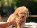 BEBEK SURAT TOY POODLE YAVRULAR