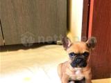 FAWN FRENCH BULLDOG YAVRUMUZ