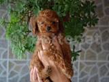 HER RENK TOY POODLE YAVRULARIMIZ