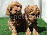 TOY POODLE ORJİNAL IRK SAĞLIK GARANTİSİ VETERİNERDEN TESLİM