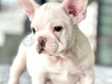 ORJİNAL FRENCH BULLDOG