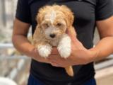 5 Aylık Aşıları Tam Sevimli Erkek Maltipoo Yavrusu