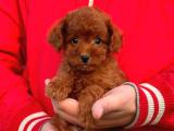 BEBEK SURAT TOY POODLE YAVRULAR