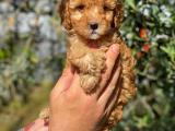 Kusursuz red toy poodle yavrumuz