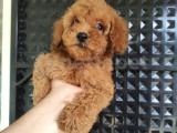 Kore kanı toy poodle yavruları 