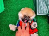 Güzeller güzeli Pomeranian Boo