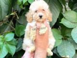 Apricot dişi toy poodle yavrumuz @catboyssss da