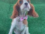 Cavalier King Charles Yavrularımız 