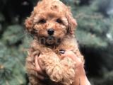 Brown Renk Toy Poodle