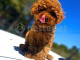 RED TOY POODLE BEBEKLER 