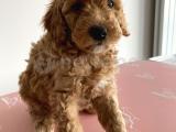 TOY POODLE YAVRUMUZ ERKEK